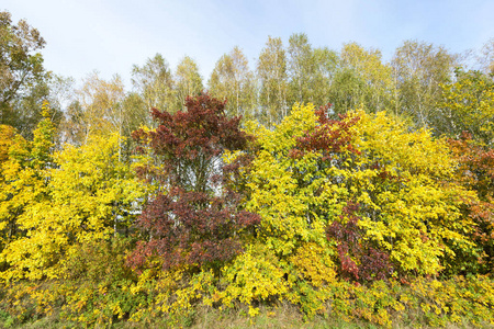 森林 风景 枫树 公园 树叶 种植者 十月 季节 特写镜头
