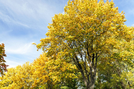 公园 自然 枫树 郁郁葱葱 森林 十月 季节 秋天 外部