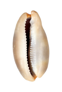 海软体动物壳图片