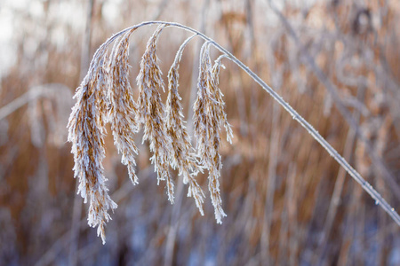 自然 冬天 白霜 雪花 特写镜头 寒冷的