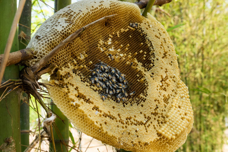 昆虫 特写镜头 养蜂场 蜂巢 幼虫 蜂蜜 蜜蜂