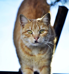 户外拍摄的家养棕猫图片