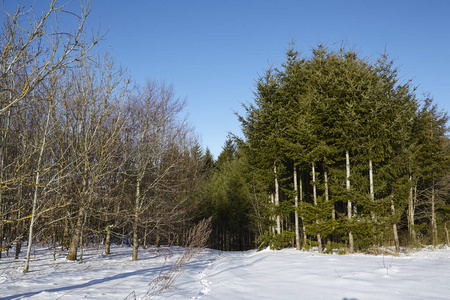 自然 木材 寒冷的 日光 雪景 冬天 风景 闪耀 乡村 针叶树