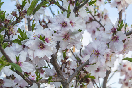 樱花 植物 分支 四月 日本人 美丽的 花园 水果 生长