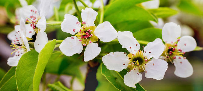 白花梨。四月花梨