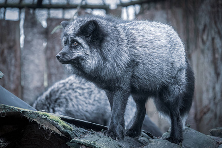 动物园里的狐狸动物园里一只银狐的画像,秃鹫照片