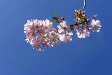 季节 花儿 开花 美丽的 春天 樱桃 花瓣 植物学 花的