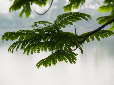大树叶子素材图片