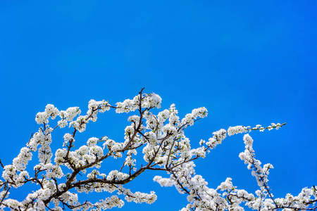 樱花盛开。蓝天背景下的白色樱花