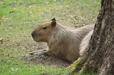 特写卡普巴拉的照片伟大的基斯卡迪和卡比拉的头在后面草地上的