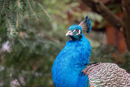  portrait of a peacock, Pavo cristatus, sitting on a fence in a 