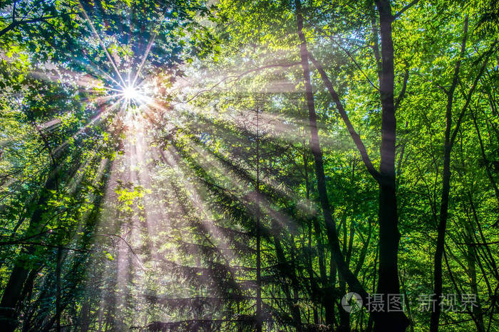 早晨森林里的阳光