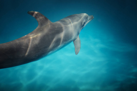 动物 潜水员 鲸鱼 水塘 水下 深的 哺乳动物 水族馆 海洋