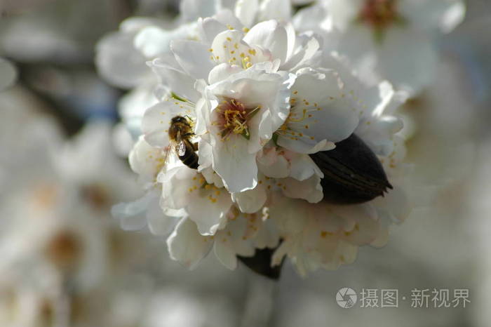 季节 春天 四月 植物区系 夏天 开花 花园 樱花 杏仁