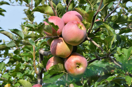 苹果在树枝上成熟