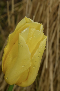 滴下 水滴 春天 郁金香 浪漫的 花瓣 雨滴 珍珠 美丽的