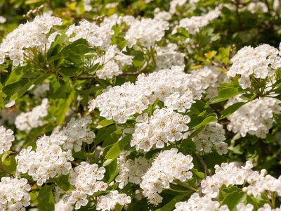 园艺 森林 树叶 芬芳 花园 植物区系 植物学 芳香 春天