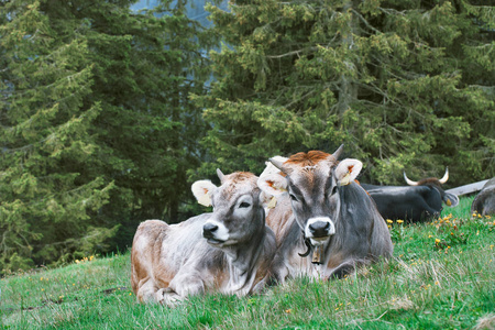 牧场 小山 梅兰 动物 风景 夏天 夏季 小牛 领域 阿尔卑斯山