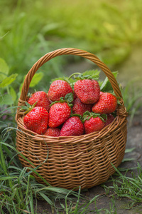 Strawberries with green leaves in a wicker basket 