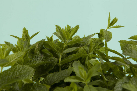 草坪 香料 绿松石 季节 夏天 自然 树叶 植物 薄荷 食物