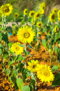 花的 季节 农事 繁荣的 花瓣 植物区系 农业 农场 领域