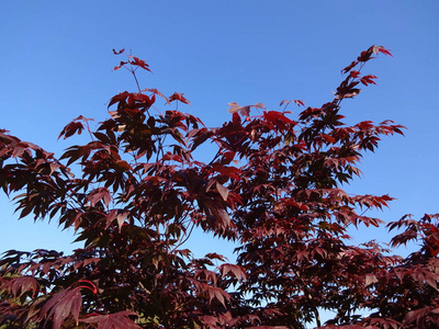 秋天 植物学 无遮盖 落下 日本人 枫树 植物区系 自然