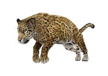 哺乳动物 自然 野生动物 食肉动物 美洲虎 猎人 猫科动物