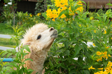白羊驼正在享受吃树叶的乐趣白色羊驼,一种在绿色草地上的白色羊驼.