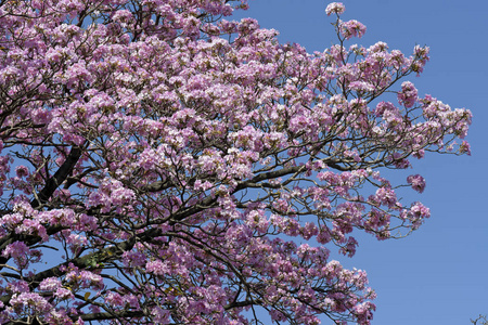 盛开的粉红拉帕乔树特写照片