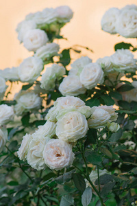 粉红色和白色的玫瑰在热带花园里盛开。粉红色的玫瑰和绿色的彩色花园背景。