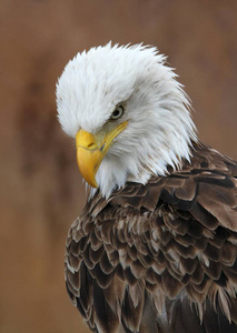 自由 美国人 羽毛 动物 猎人 猛禽 捕食者 猎物 肖像