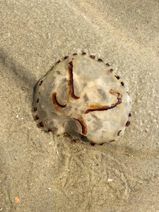 卡通 野生动物 海洋 自然 美丽的 水族馆 深的 水下 果冻