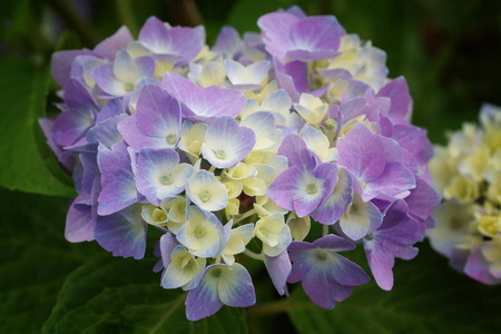 大叶菜 花园 植物区系 自然 开花 绣球花 特写镜头 繁荣