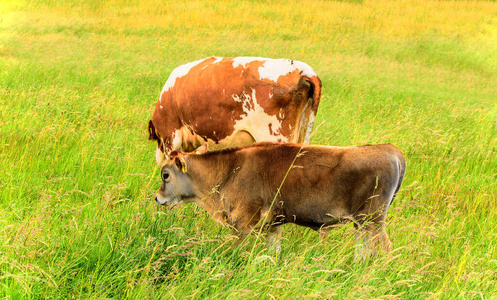 小牛 草地 食物 草坪 奶牛 家庭 赡养费 动物 自然