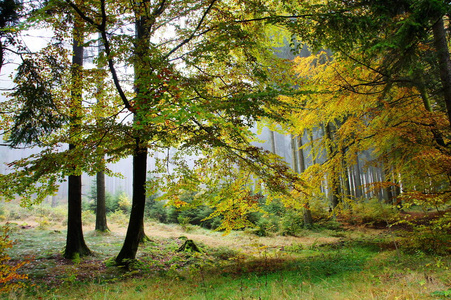 公园 风景 美丽的 季节 场景 树叶 秋天 颜色 环境 自然