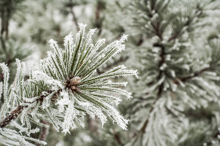 冻结 松树 冬天 冰冷的 新的 自然 白霜 雾凇 纹理 分支