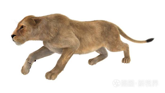狮子座 猫科动物 狩猎 三维渲染 狮子 自然 捕食者 猎人