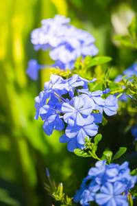 生长 美女 春天 花瓣 开花 植物区系 特写镜头 植物 季节