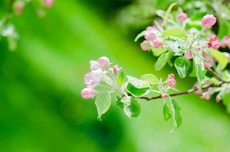 花园 园艺 雄蕊 花的 树叶 果园 美丽的 特写镜头 阳光