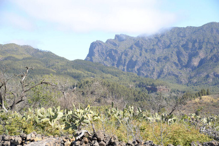 帕尔马 洛杉矶 风景 乡村 岛屿 地质学 火山作用 金丝雀