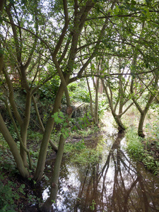 橡树 生态学 荒野 美女 夏天 风景 木材 池塘 镜子 植物
