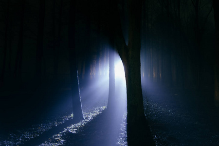夜晚森林里阴暗而阴森图片