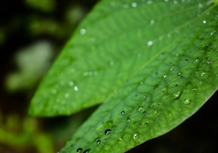 雨滴宏观拍摄。