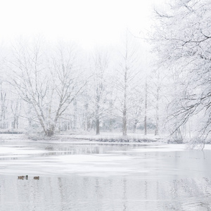 鸭子 降雪 分支 冬日 白霜 池塘 寒冷的 冬天
