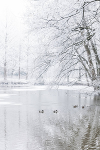 湖边 冬日 降雪 分支 白霜 寒冷的 冬天 鸭子