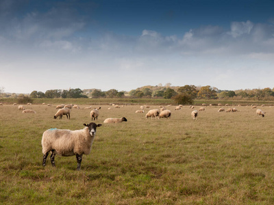 农田 小山 春天 场景 英国 宝贝 羔羊 牧场 环境 自然