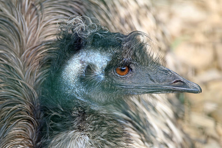奇怪的 澳大利亚 琥珀色 羽毛 瞥一眼 动物学 肖像 黑发