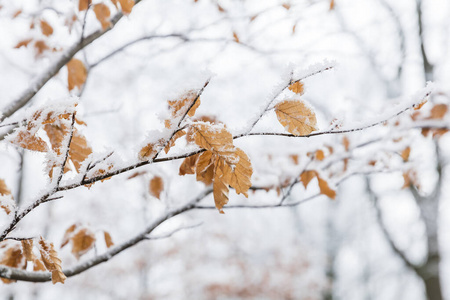 分支 白霜 寒冷的 降雪 树叶 冬日 冬天