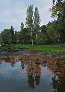 树叶 公园 落下 季节 湖边 风景 反射 放松 场景 旅行