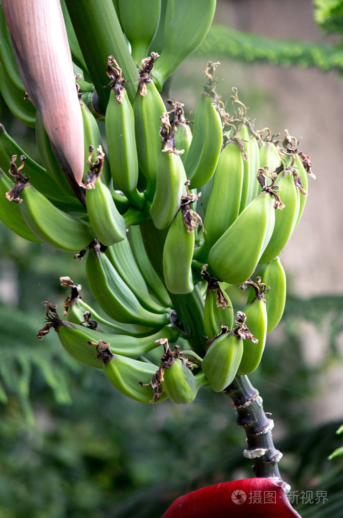 一串绿香蕉